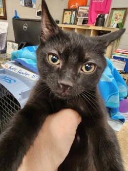 Keaton $75 fostered -  Domestic Short Hair Cat for Adoption in Seneca, South Carolina - Keaton $75 Fostered | PetCurious