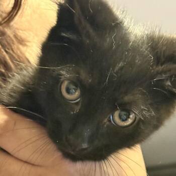 Groundskeeper Willie -  Domestic Short Hair Cat for Adoption - Groundskeeper Willie | PetCurious