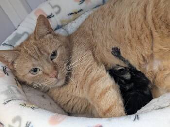 Turmeric -  Domestic Short Hair Cat Available for Adoption in Youngtown, Arizona - Turmeric | PetCurious
