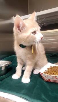 NICK -  Domestic Short Hair Cat for Adoption in St. Louis, Missouri - NICK | PetCurious