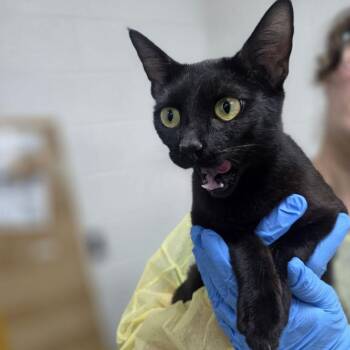 Etnies -  Domestic Short Hair Cat for Adoption in Incline Village, Nevada - Etnies | PetCurious
