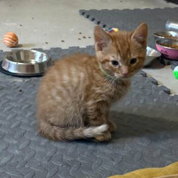 Domestic Short Hair Cats Available for Adoption - Cumin (Blue Collar) | PetCurious