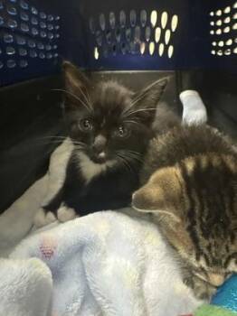 Bootsie -  Domestic Short Hair Cat for Adoption in Charleston, South Carolina - Bootsie | PetCurious