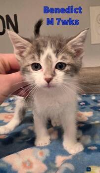 Domestic Medium Hair Cats Available for Adoption in Liberty, Missouri - Benedict | PetCurious