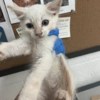 Flare -  Domestic Short Hair Cat for Adoption in Edinburg, Texas - Flare | PetCurious