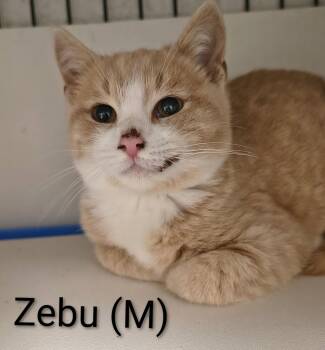 Zebu -  Domestic Short Hair Cat for Adoption in Saugerties, New York - Zebu | PetCurious