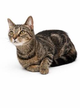 Beth -  Domestic Short Hair Cat for Adoption in Bowling Green, Kentucky - Beth | PetCurious