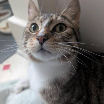 Domestic Short Hair Cats Available for Adoption in Baltimore, Maryland - Sasha | PetCurious