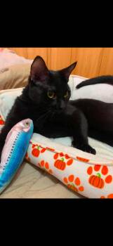 Helsing -  Domestic Short Hair Cat for Adoption in Randolph, Vermont - Helsing | PetCurious