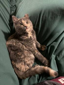 Rescue Domestic Short Hair Cats for Adoption in Shakespeare, Ontario - Porsche | PetCurious