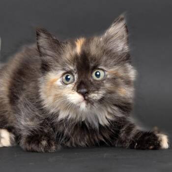 Sudafed -  Domestic Short Hair Cat for Adoption in Franklin, Tennessee - Sudafed | PetCurious