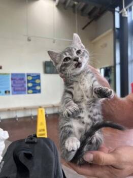 Domestic Short Hair Cats Available for Adoption - Tarry | PetCurious