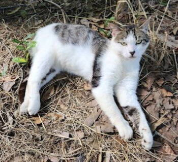 Rescue Domestic Short Hair and Tabby Cats for Adoption in Magnolia Springs, Alabama - Rambler | PetCurious