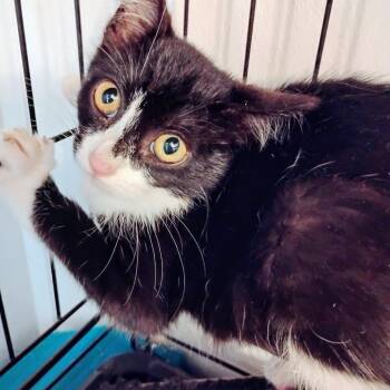 Rescue Domestic Short Hair Cats for Adoption in Belfair, Washington - Dora | PetCurious