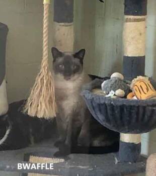 Bwaffle -  Siamese Cat for Adoption in Washington, Georgia - Bwaffle | PetCurious