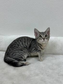 Smoke -  Tabby Cat for Adoption in Newberg, Oregon - Smoke | PetCurious