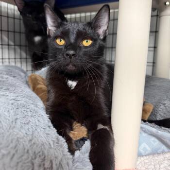 Fire -  Domestic Short Hair Cat for Adoption in Waynesville, North Carolina - Fire | PetCurious
