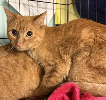 Hank -  Domestic Short Hair Cat for Adoption in Hudson, New York - Hank | PetCurious