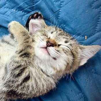 Domestic Short Hair and Bengal Cats Available for Adoption in Santa Ana, California - Ringo | PetCurious