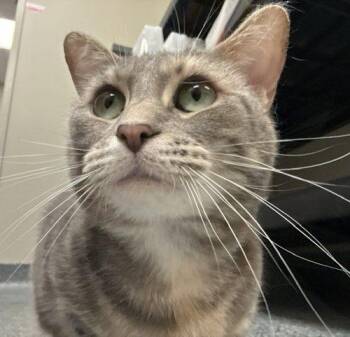 Monica -  Domestic Short Hair Cat for Adoption in Fishers, Indiana - Monica | PetCurious