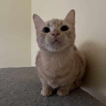 Antonia -  American Shorthair Cat Available for Adoption - Antonia | PetCurious