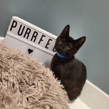 Rescue Domestic Short Hair Cats for Adoption in Fort Wayne, Indiana - Anchovy | PetCurious