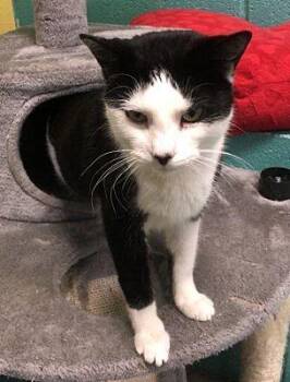 Patches -  Domestic Short Hair Cat for Adoption in Pottsville, Pennsylvania - Patches | PetCurious