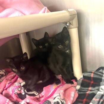 Katniss -  Domestic Short Hair Cat for Adoption in Brockton, Massachusetts - Katniss | PetCurious