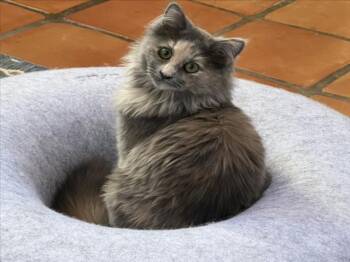 Domestic Medium Hair Cats Available for Adoption in Santa Fe, New Mexico - NENE | PetCurious