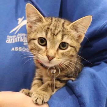 Domestic Short Hair Cats Available for Adoption in Port Washington, New York - Cupcake | PetCurious