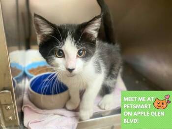 COOKIE -  Domestic Medium Hair Cat for Adoption in Fort Wayne, Indiana - COOKIE | PetCurious