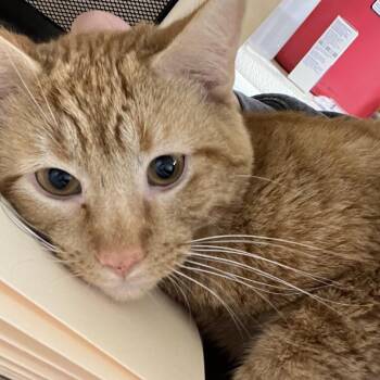 Domestic Short Hair Cats Available for Adoption in Pekin, Illinois - Fuzzbert | PetCurious