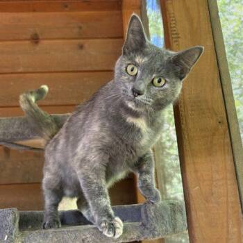 Lola -  Dilute Tortoiseshell and Domestic Short Hair Cat for Adoption in Knoxville, Tennessee - Lola | PetCurious