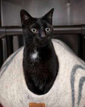 Domestic Short Hair Cats Available for Adoption - Norman | PetCurious