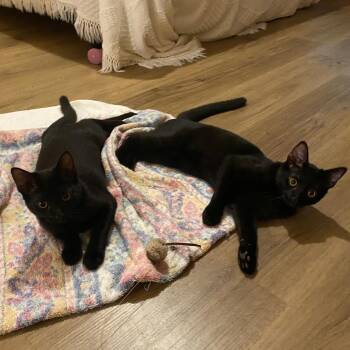 Twilight & Midnight -  Domestic Short Hair and Bombay Cat for Adoption in UNIVERSITY PA, Maryland - Twilight & Midnight | PetCurious