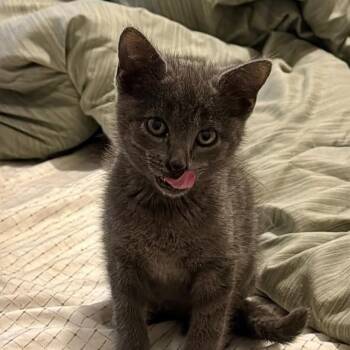 Orion -  Domestic Short Hair Cat for Adoption in Enfield, New Hampshire - Orion | PetCurious