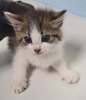 Kc5 -  Domestic Short Hair Cat for Adoption in Lawrenceville, Georgia - Kc5 | PetCurious
