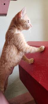 American Shorthair and Tabby Cats Available for Adoption - Orion | PetCurious