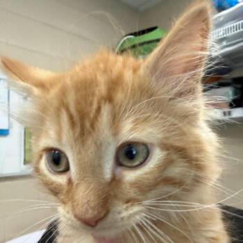 Royal -  Domestic Short Hair Cat for Adoption in Troy, Virginia - Royal | PetCurious