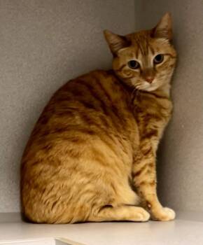 Domestic Short Hair Cats Available for Adoption - Thimble | PetCurious