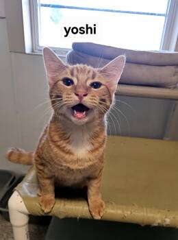Domestic Short Hair Cats Available for Adoption in Lincoln, Illinois - Yoshi | PetCurious