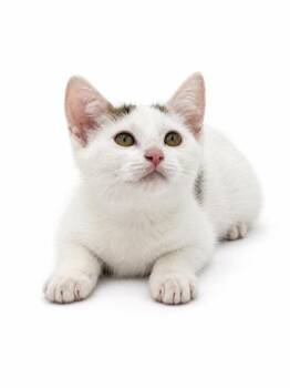 Ellery -  Domestic Short Hair Cat for Adoption in Bowling Green, Kentucky - Ellery | PetCurious