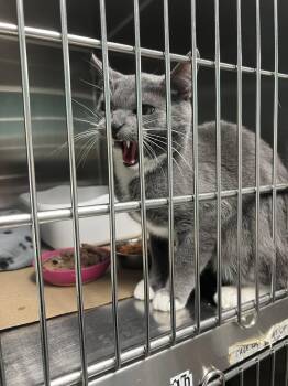 Domestic Short Hair Cats Available for Adoption in Trenton, New Jersey - Fast Boy (TAS #3) | PetCurious