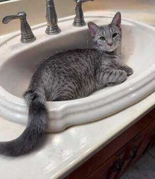BETSY ROSS -  Tabby Cat for Adoption in Capshaw, Alabama - BETSY ROSS | PetCurious