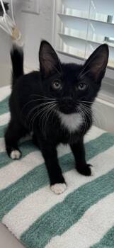 Gonzo -  Domestic Short Hair Cat for Adoption in Venice, Florida - Gonzo | PetCurious