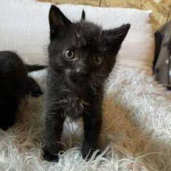 Domestic Short Hair Cats Available for Adoption in Madison, Wisconsin - Gavin | PetCurious