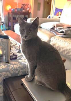 Olive -  Domestic Short Hair Cat for Adoption in Port Barrington, Illinois - Olive | PetCurious