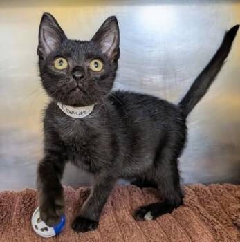 Damon -  Domestic Short Hair Cat for Adoption in Richmond, Virginia - Damon | PetCurious