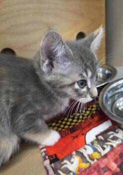 Lily -  Domestic Short Hair Cat for Adoption in Bellevue, Washington - Lily | PetCurious