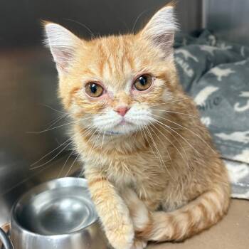 Giuseppe -  Scottish Fold Cat for Adoption in Westhampton, New York - Giuseppe | PetCurious